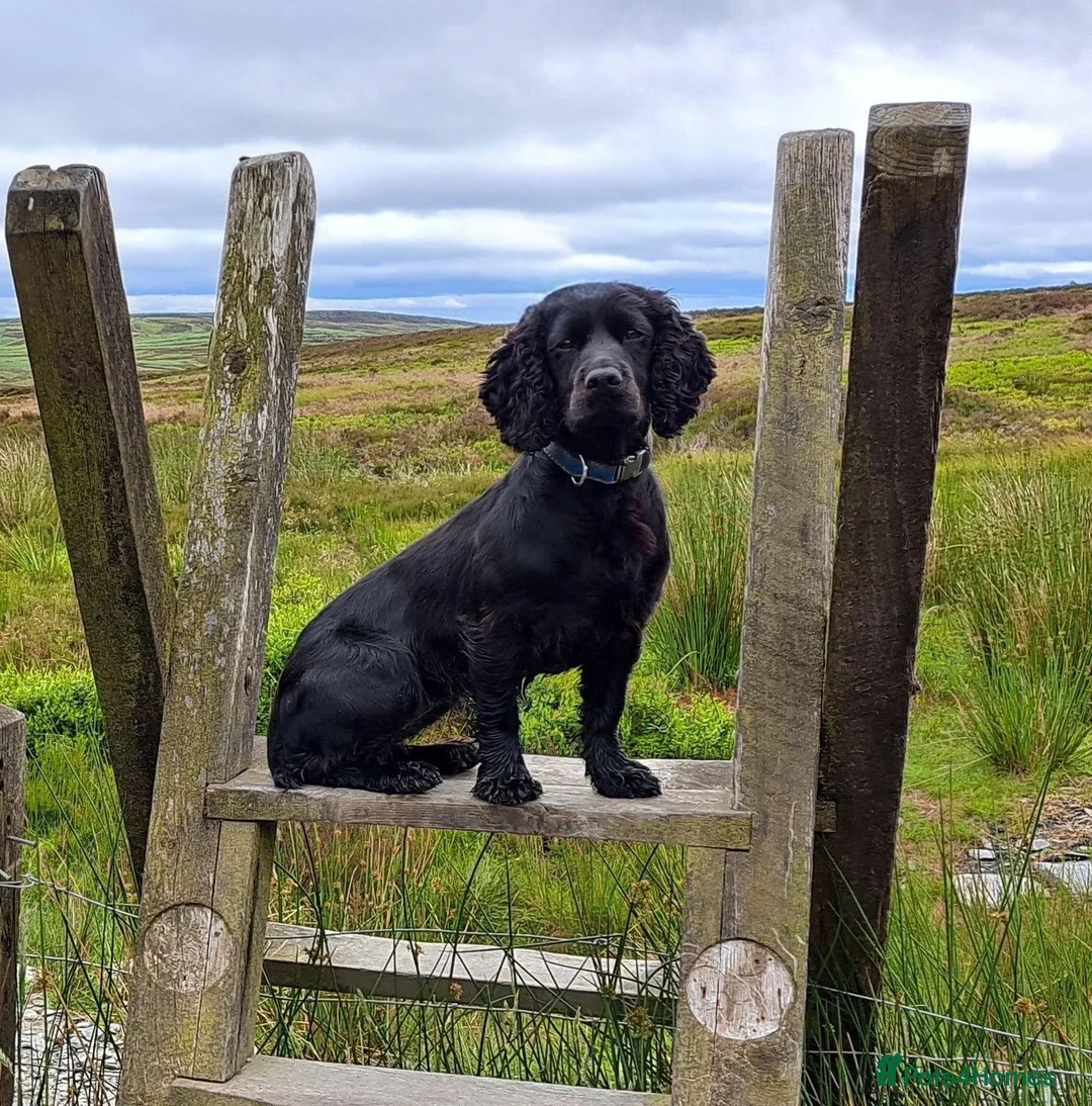 Cocker Spaniel dogs for sale: Cocker Spaniel puppies working line - Advert 2