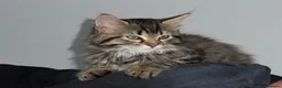 Maine Coon cats for sale: Maine coon male kitten  in Wallsend - Advert 2