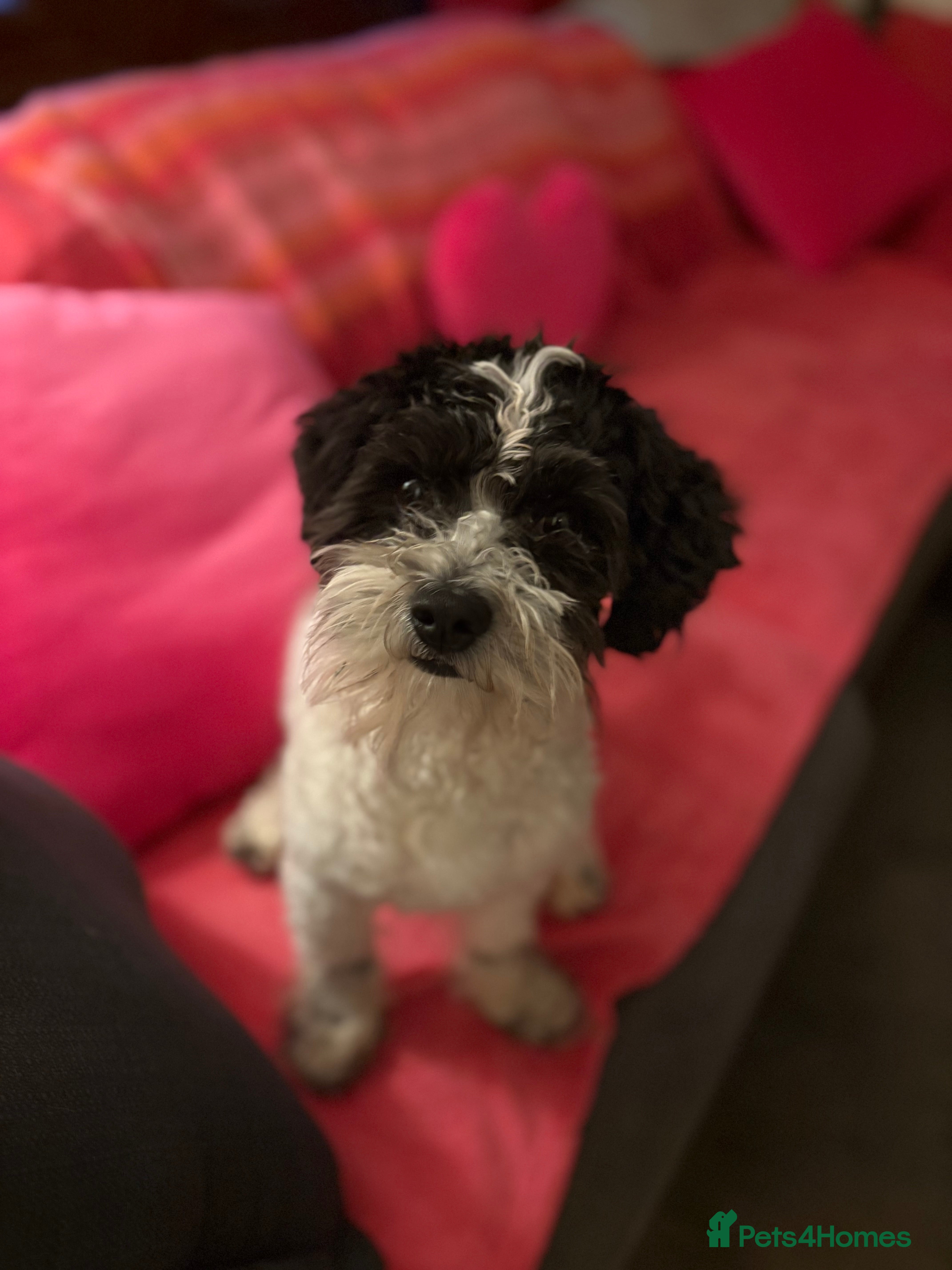 Poochon dogs Spot. in Musselburgh - Advert 1