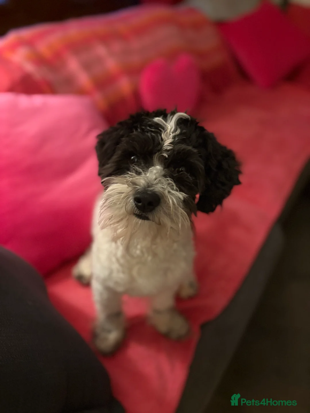 Poochon dogs for sale: Spot. in Musselburgh - Advert 1