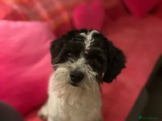 Poochon dogs Spot. in Musselburgh - Advert 1