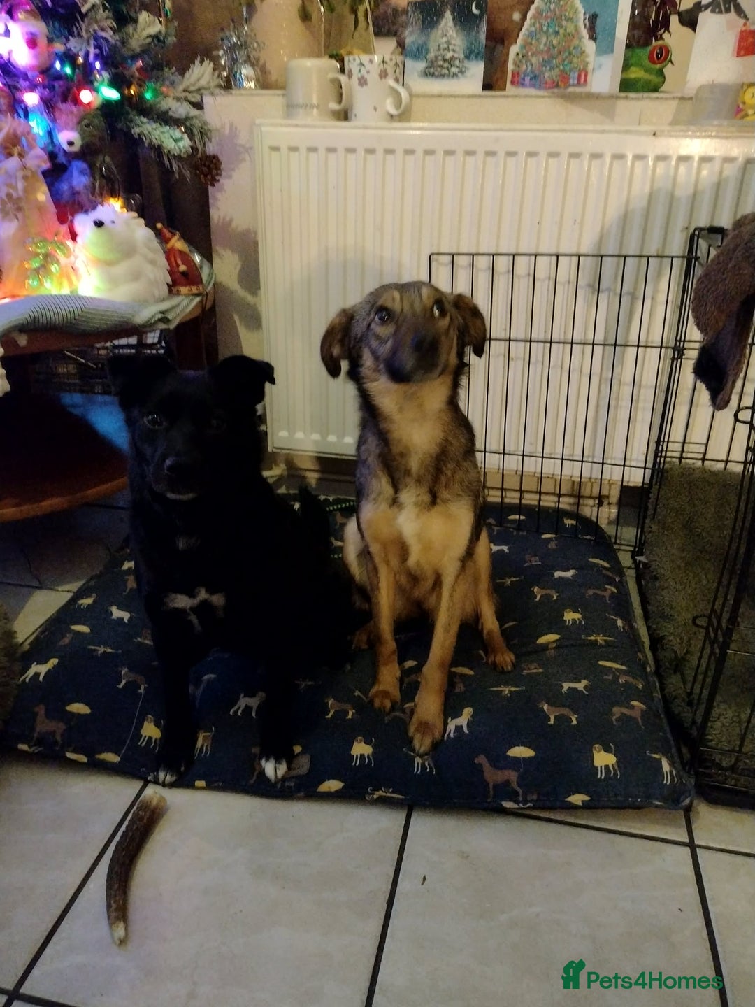 Mixed Breed dogs for adoption: Marvellous Margot for Adoption!  - Advert 8