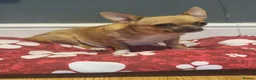 Chihuahua dogs for sale: Chihuahua  - Advert 2
