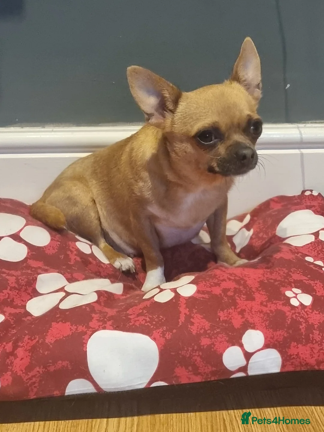 Chihuahua dogs for sale: Chihuahua  - Advert 2
