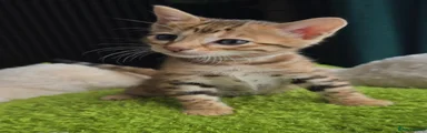 Jules