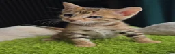 Bengal cats for sale: Outstanding rosetted brown bengal girls and boys🔥 - Advert 2