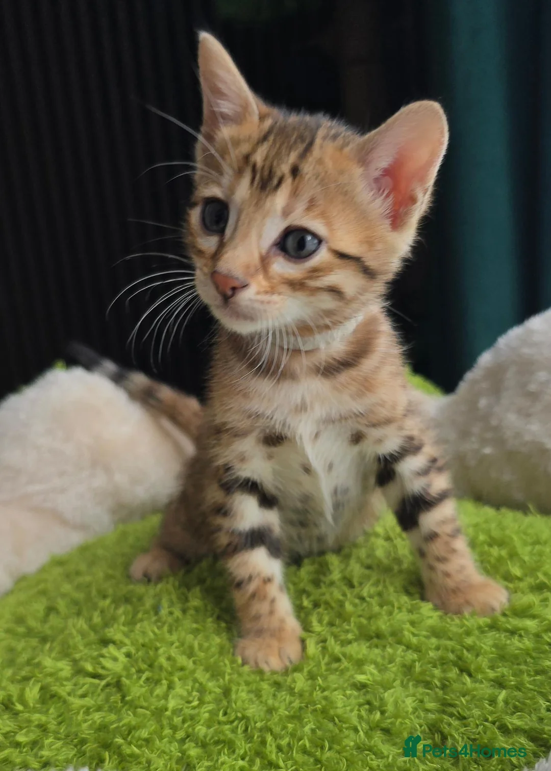 Bengal cats for sale: Outstanding rosetted brown bengal girls and boys🔥 - Advert 2