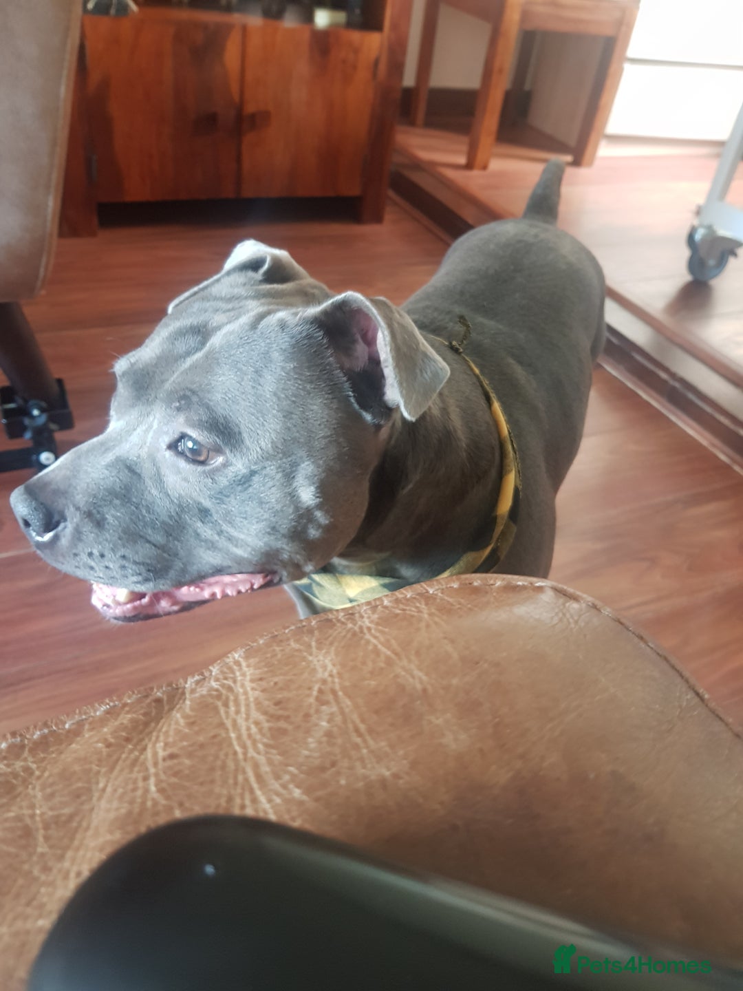 Staffordshire Bull Terrier dogs for stud: Meho stud dog - Advert 2