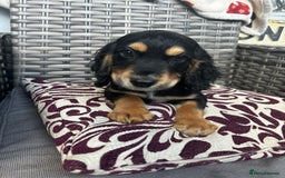 Cocker Spaniel dogs for sale: 10 week old working Cocker spaniel puppy - Image 3