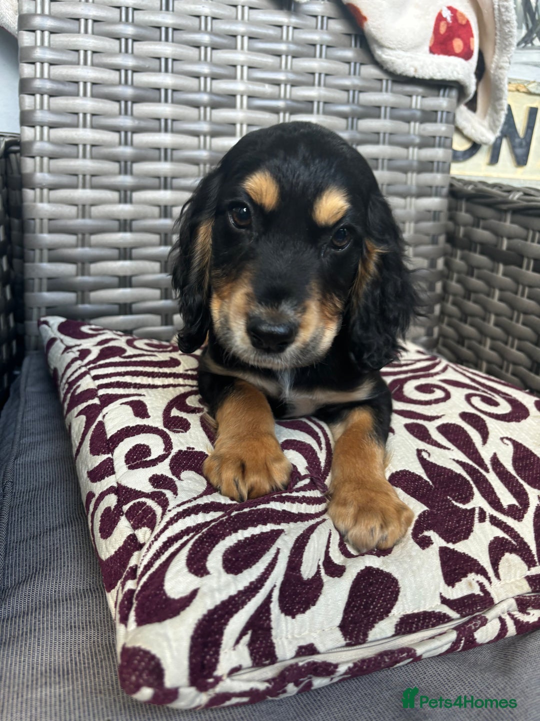 Cocker Spaniel dogs for sale: 10 week old working Cocker spaniel puppy - Image 3