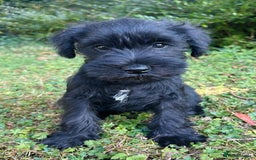 Miniature Schnauzer dogs for sale: Beautiful KC registered Minature Schnauzer puppies - Image 10