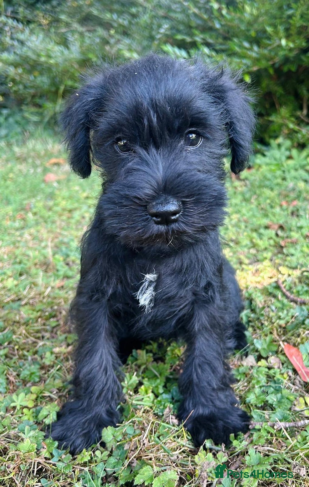 Miniature Schnauzer dogs for sale: Beautiful KC registered Minature Schnauzer puppies - Image 10
