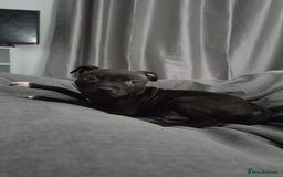 Staffordshire Bull Terrier dogs for sale: Staffy pup - Image 5