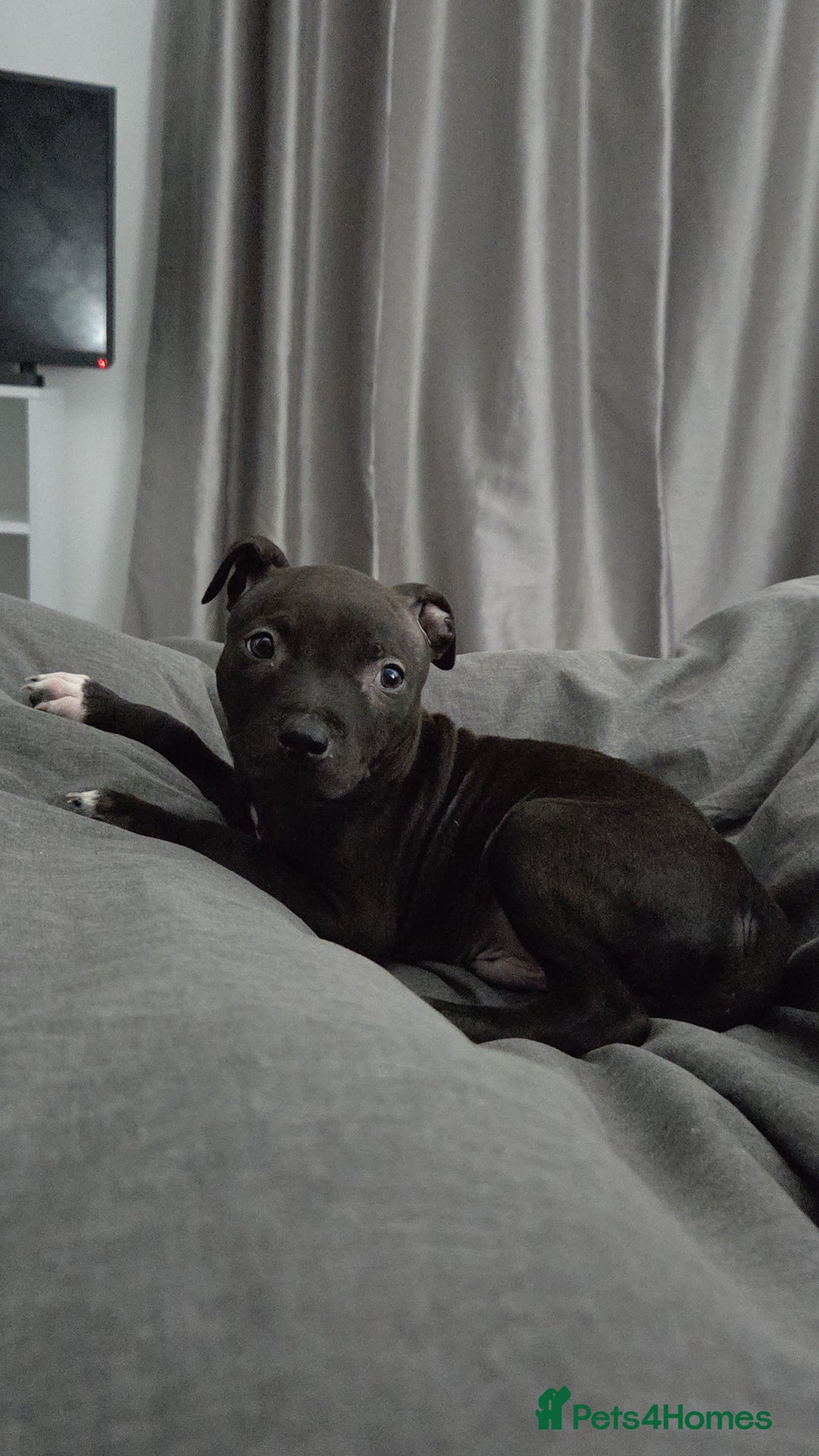 Staffordshire Bull Terrier dogs for sale: Staffy pup - Image 5