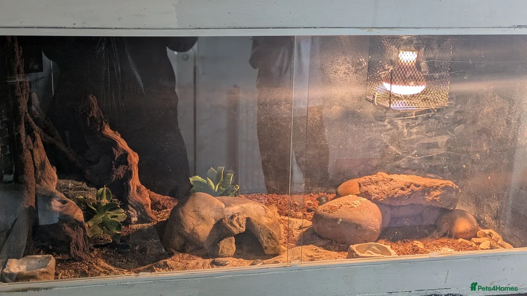 Gecko reptiles for sale: Young and tame leopard gecko in Exeter - Advert 4