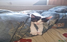 Domestic Shorthair cats for sale: 5 beautiful kittens looking for a good homes  - Image 11