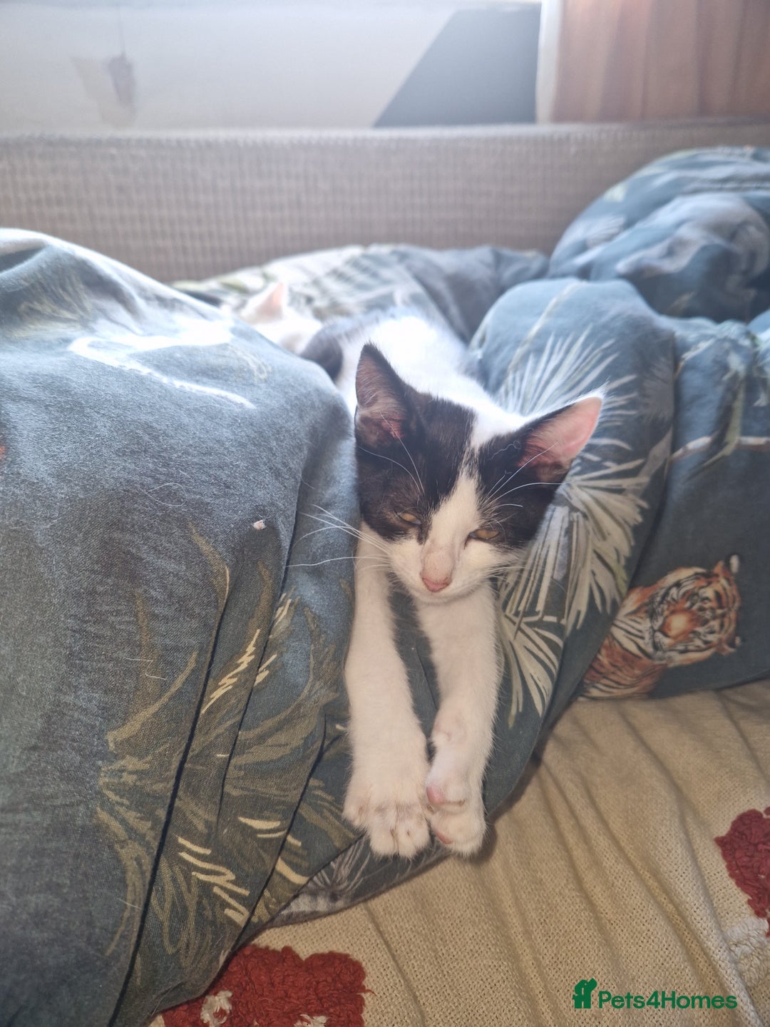 Domestic Shorthair cats for sale: 5 beautiful kittens looking for a good homes  - Image 11