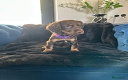 Cocker Spaniel dogs for sale: BEAUTIFUL LITTER OF TRICOLOURED COCKER SPANIELS  - Image 2