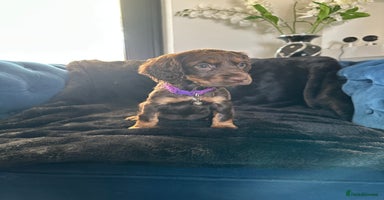 Cocker Spaniel dogs - Advert 15