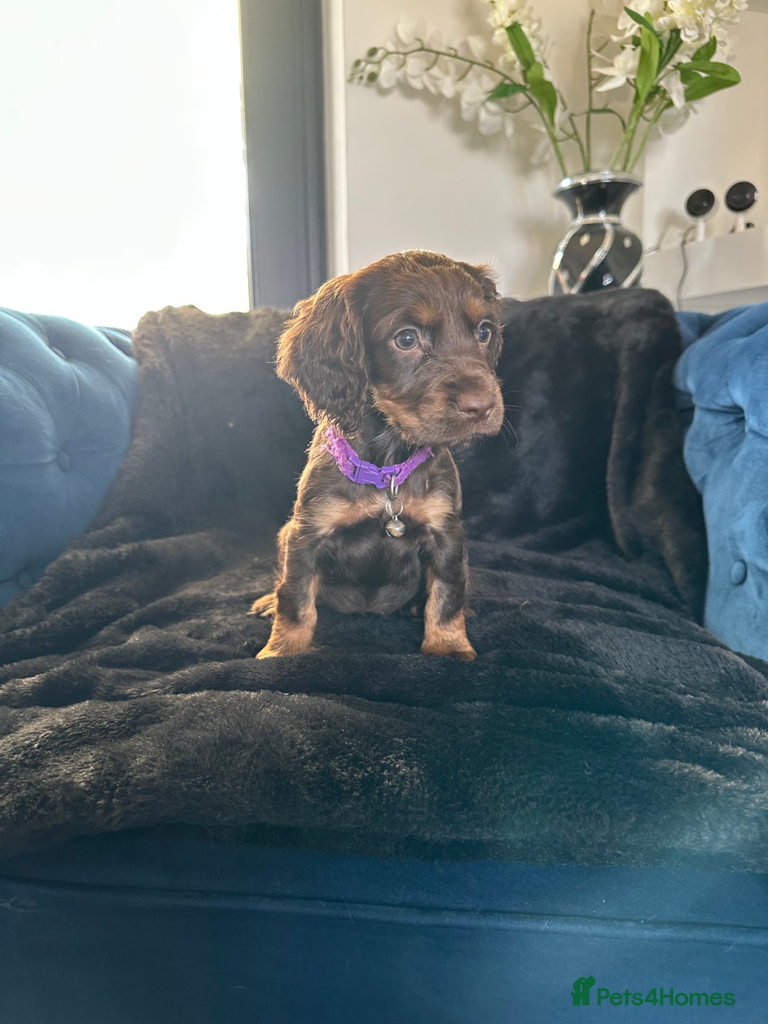 Cocker Spaniel dogs for sale: BEAUTIFUL LITTER OF TRICOLOURED COCKER SPANIELS  - Image 2