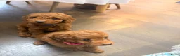 Cavapoo dogs for sale: F1B Cavapoo Puppies-2 Boys & 2 Girls–Ready 4th Nov - Advert 8