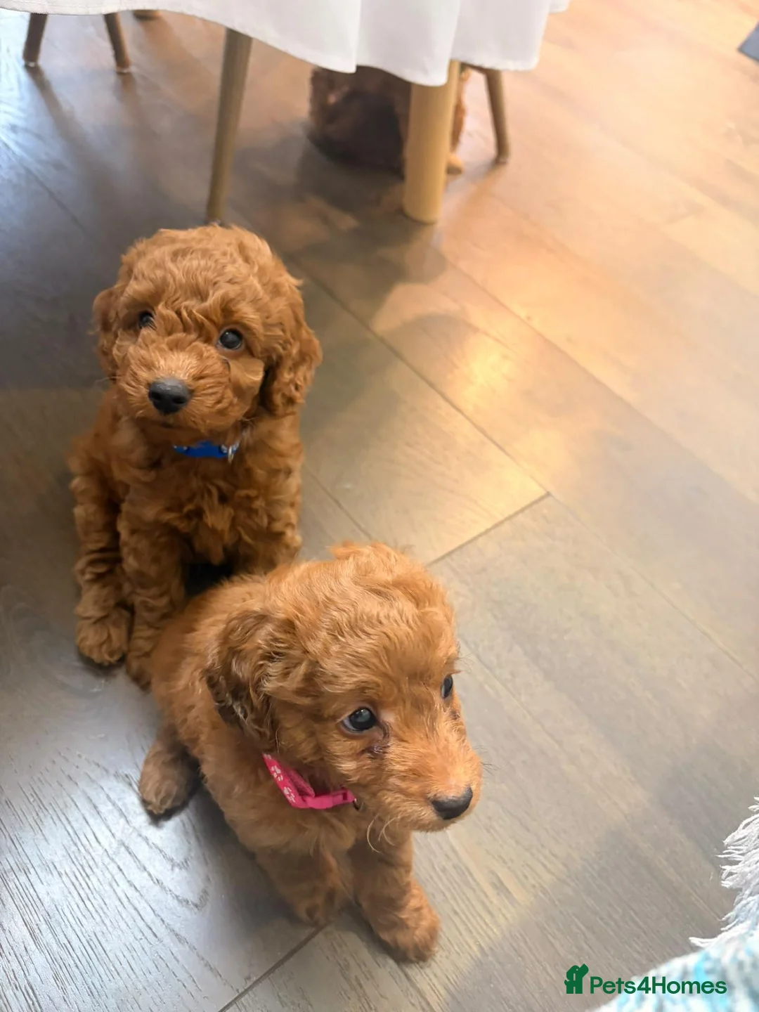 Cavapoo dogs for sale: F1B Cavapoo Puppies-2 Boys & 2 Girls–Ready 4th Nov - Advert 8