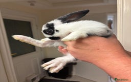 Mixed Breed rabbits for sale: 4 baby rabbits  - Image 5