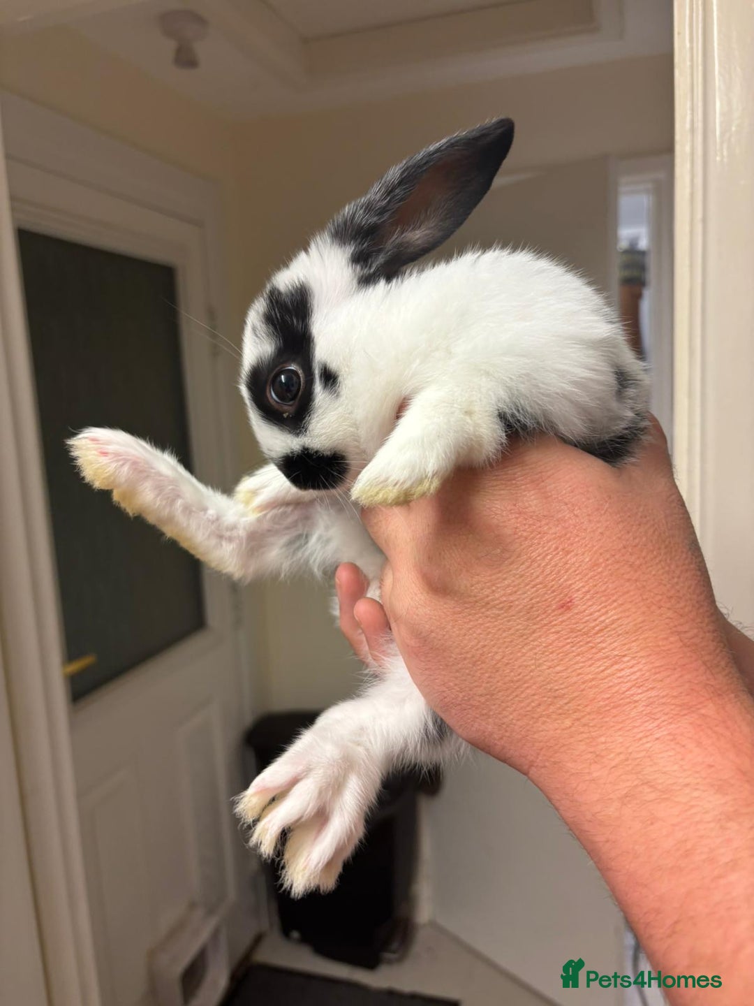 Mixed Breed rabbits for sale: 4 baby rabbits  - Image 5