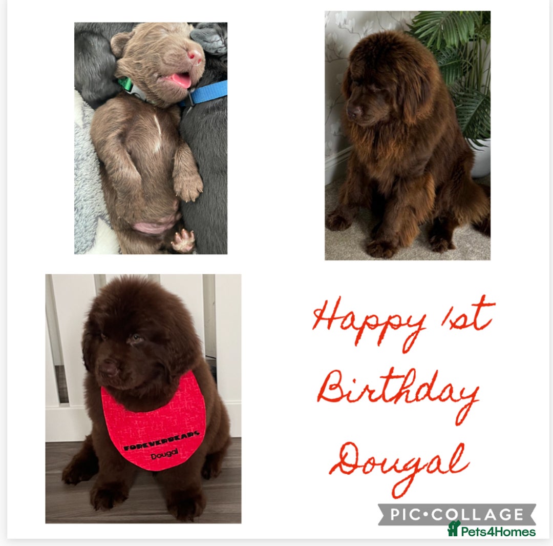 Newfoundland dogs for stud: KC REGISTERED NEWFOUNDLAND STUD HEALTH TESTED  in Basildon - Advert 32