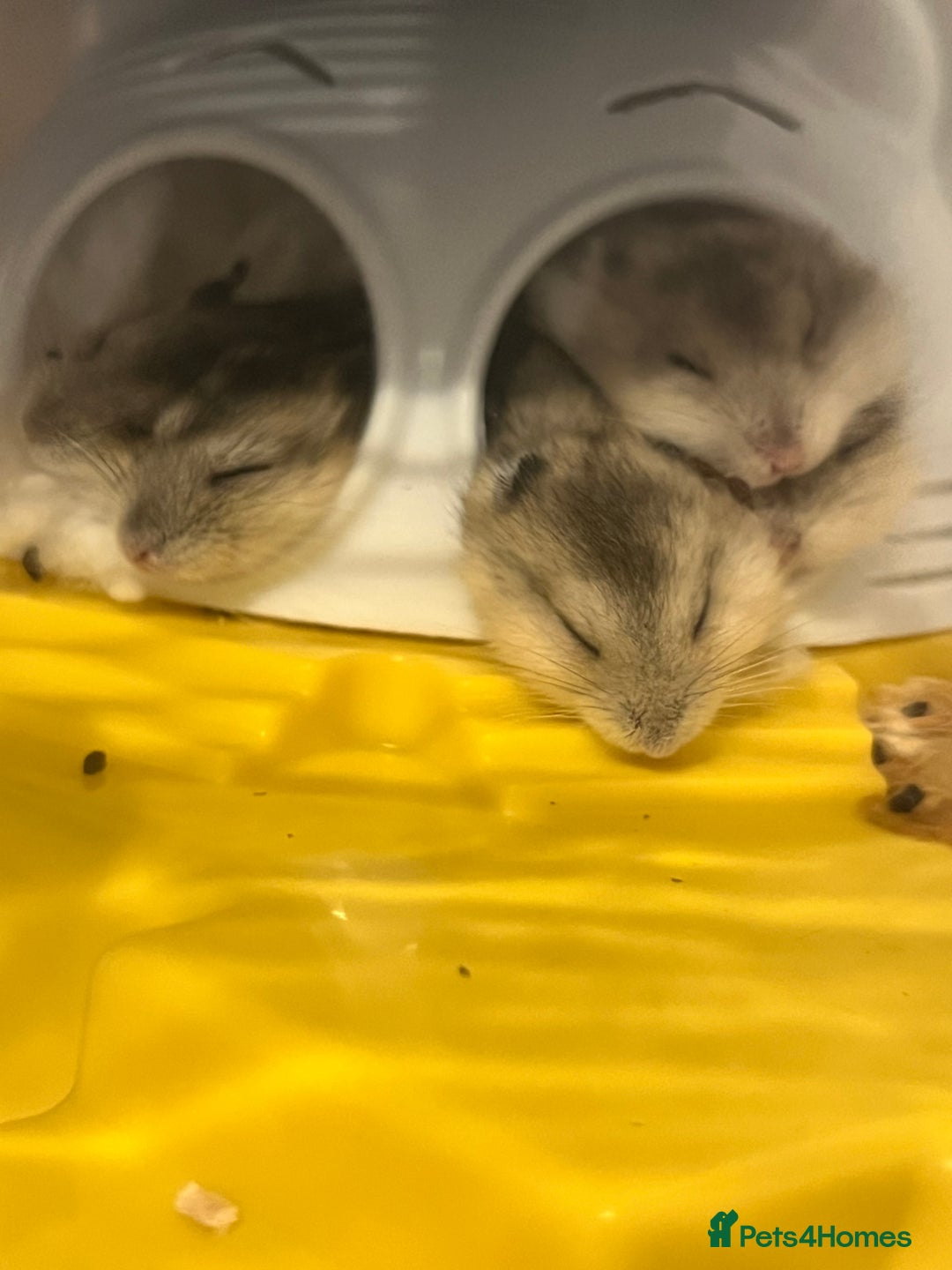 Hamster rodents for sale: Dwarf hamsters for sale 🙂 - Advert 12