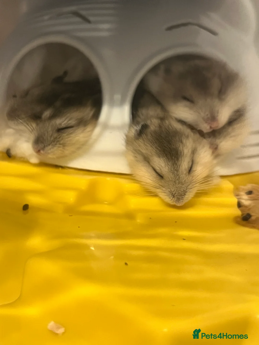 Hamster rodents for sale: Dwarf hamsters for sale 🙂 - Advert 12