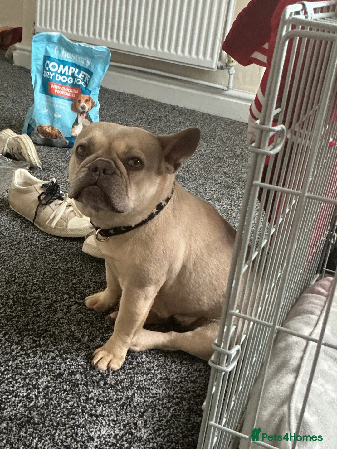 French Bulldog dogs for sale: French Bulldog Puppy - Advert 1