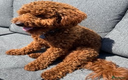Miniature Poodle dogs for sale: Miniature/toy poodle 1 year old boy (Otis)  - Image 8