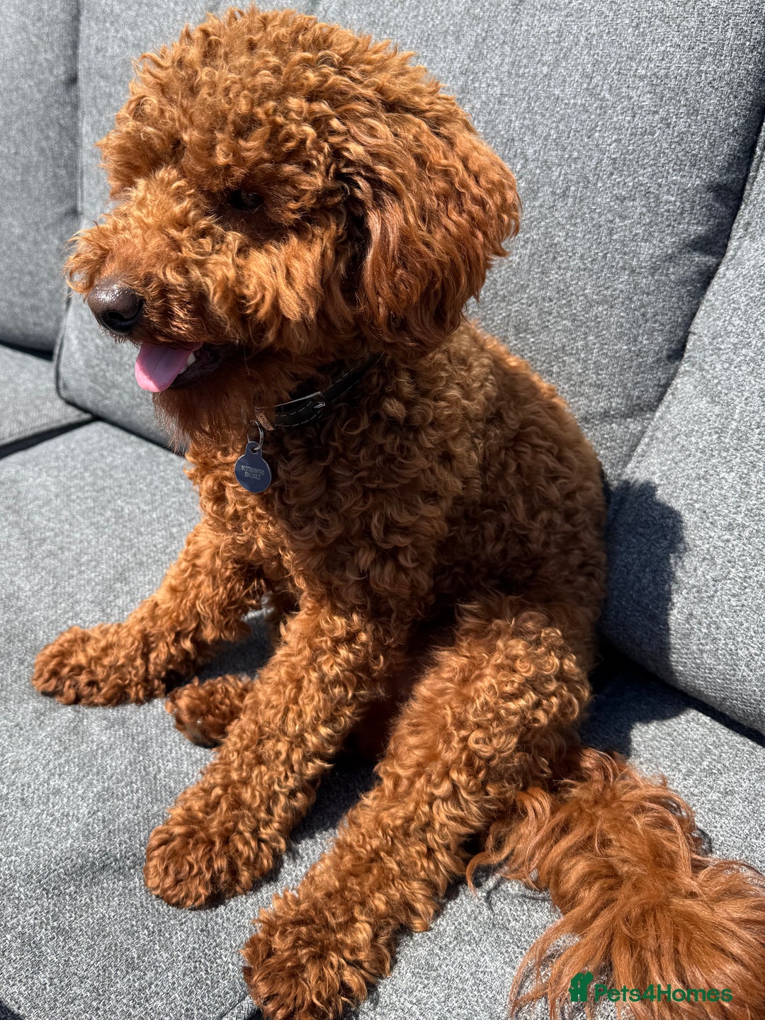 Miniature Poodle dogs for sale: Miniature/toy poodle 1 year old boy (Otis)  - Image 8