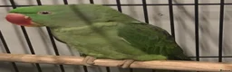 Parrots birds for sale: Birds/Parakeets/Parrots Available  - Advert 11