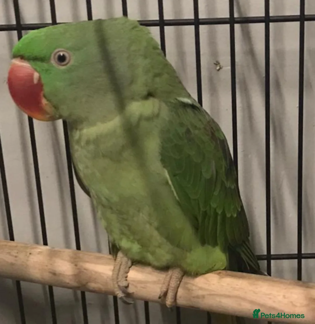 Parrots birds for sale: Birds/Parakeets/Parrots Available  - Advert 11