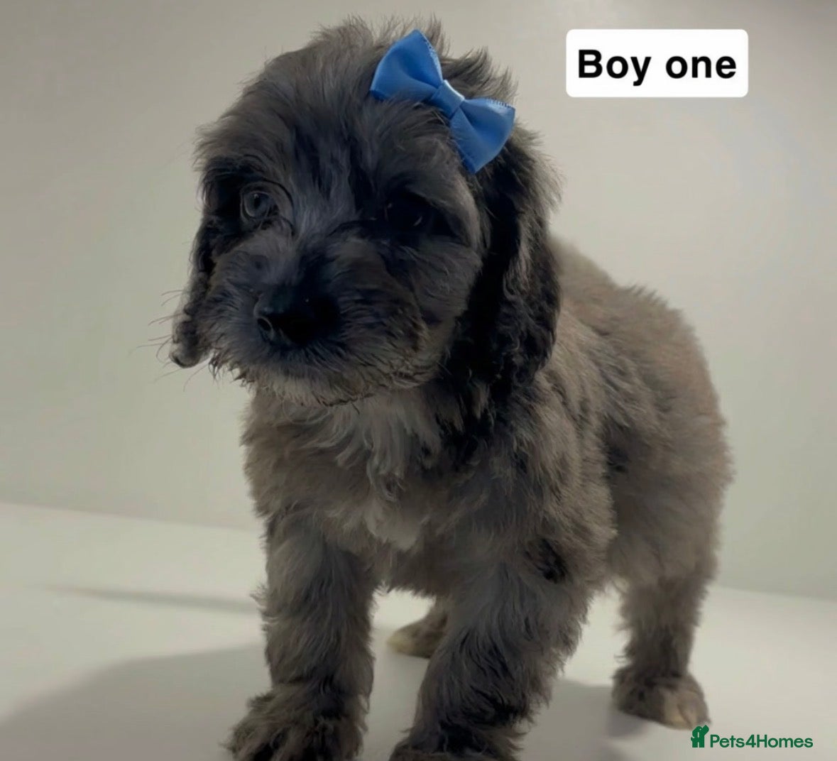 Cockapoo dogs Cockapoo puppies  - Advert 9