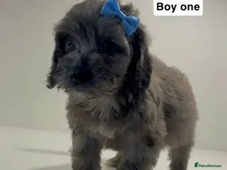 Cockapoo dogs Cockapoo puppies - Advert 9