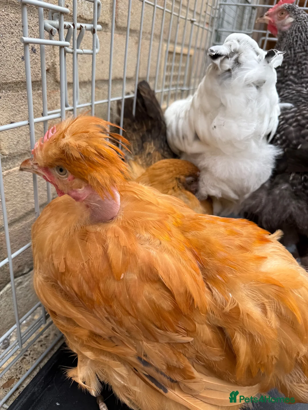 Chickens poultry for sale: 5 chickens jersey giant and one naked neck  - Advert 3