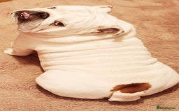 English Bulldog dogs for sale: Nine stunning bulldogs - Image 12