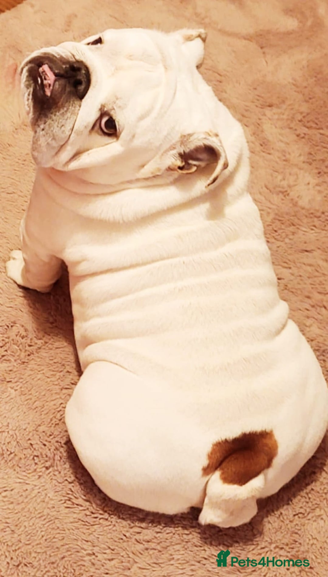 English Bulldog dogs for sale: Nine stunning bulldogs - Image 12