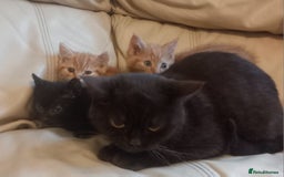 British Shorthair cats for sale: Georgous litter of British short-hair kittens - Image 13