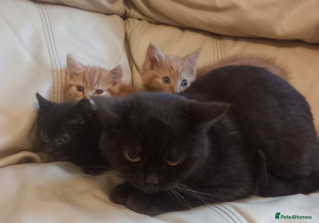 British Shorthair cats for sale: Georgous litter of British short-hair kittens - Image 13