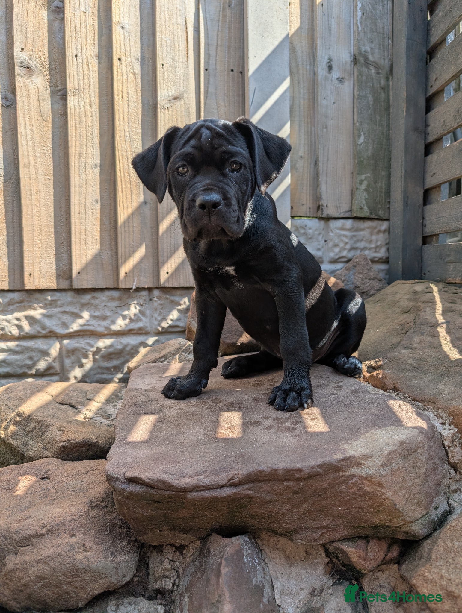 Cane Corso dogs Black female cane corsos puppies  - Advert 3