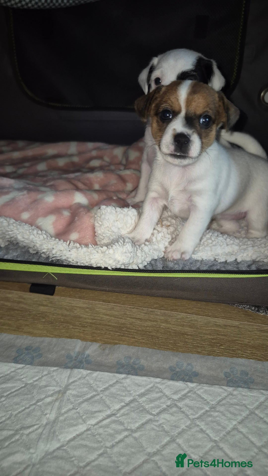 Jack Russell dogs for sale: Beautiful. Jack Russell puppies for sale - Image 9