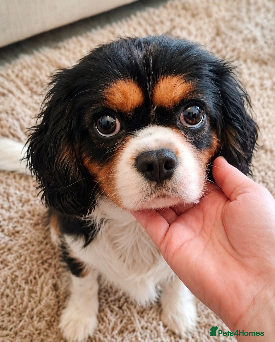 Cavalier King Charles Spaniel dogs Kc reg spayed females, 3 and 4 years old - Advert 2
