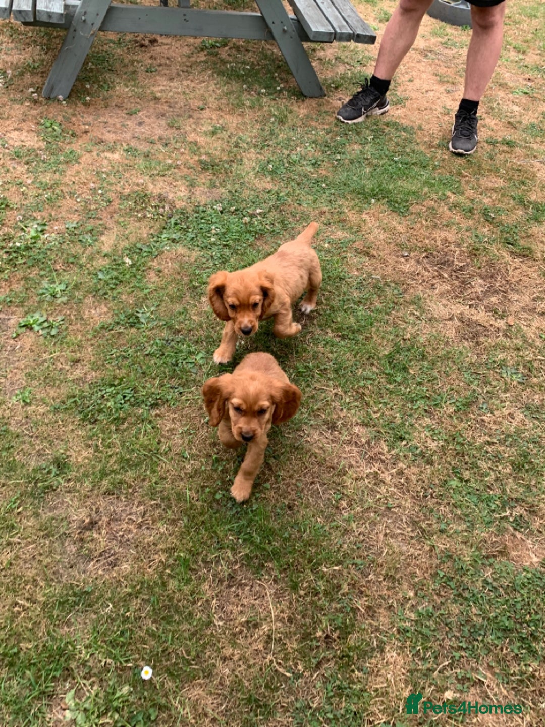 Cocker Spaniel dogs for sale: Cocker spaniel puppies - Image 8