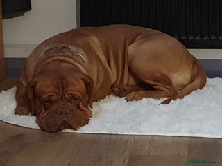 Dogue De Bordeaux dogs in Wirral - Advert 3