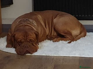 Dogue De Bordeaux dogs Ddb stud in Wirral - Advert 3