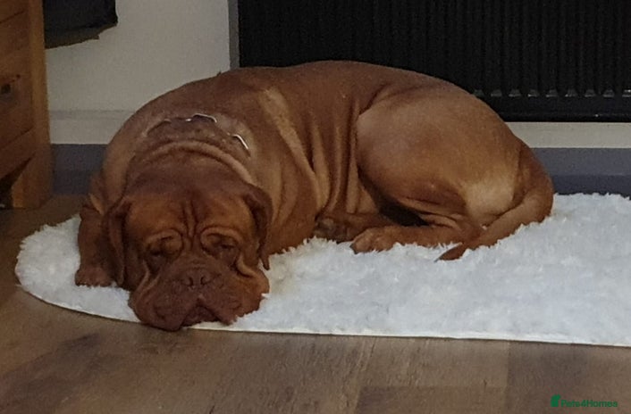Dogue De Bordeaux dogs Ddb stud in Wirral - Advert 1